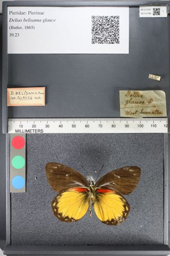 Media type: image;   Entomology 131796